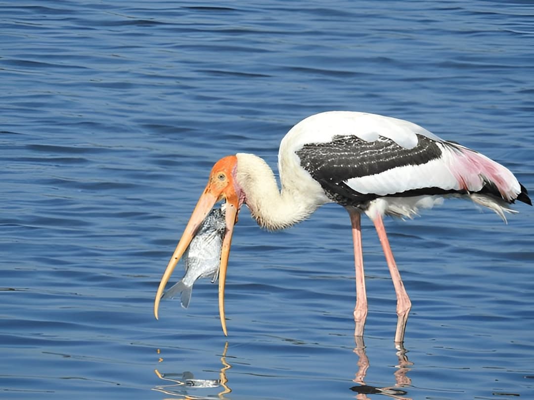 Bundala National Park