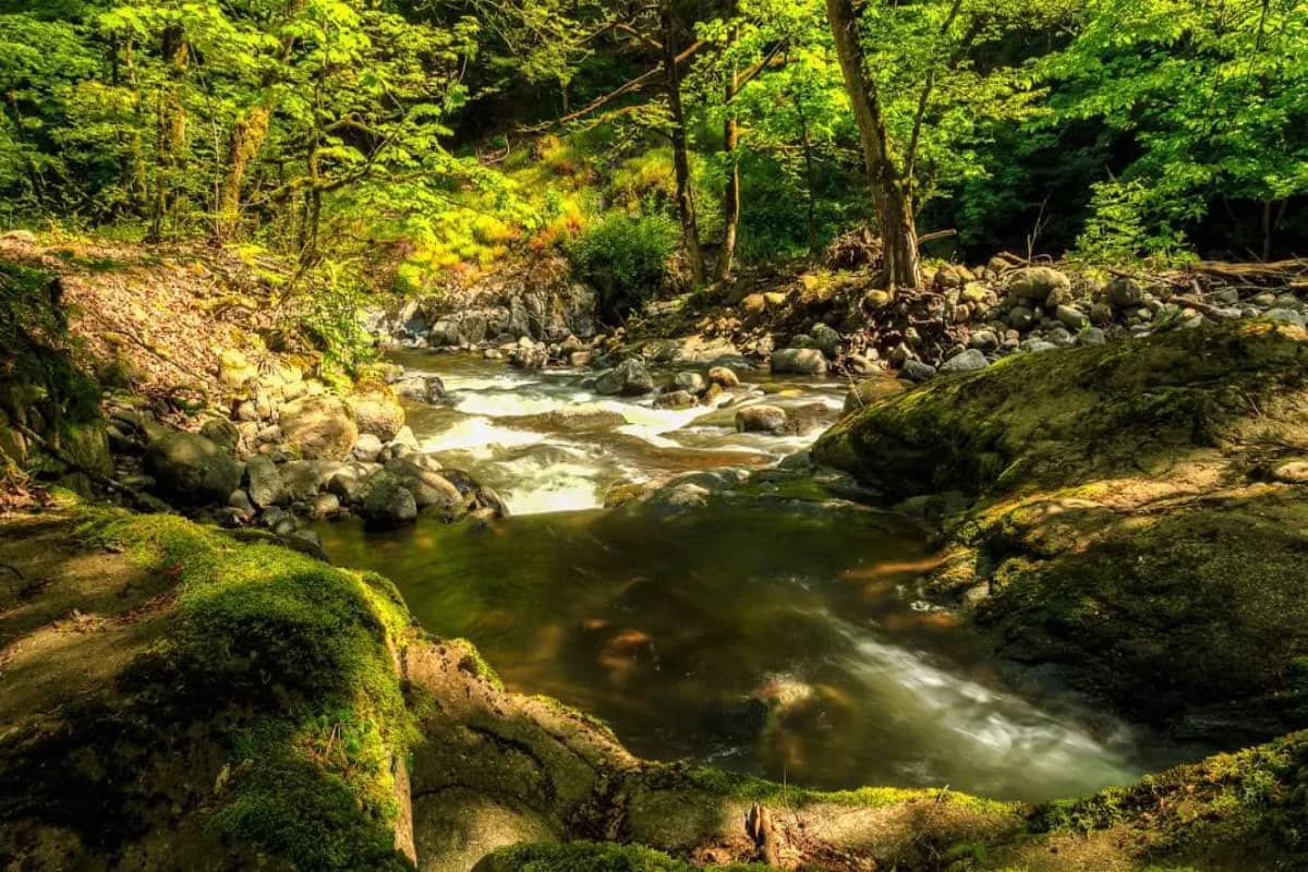 Hirkan National Park Lake