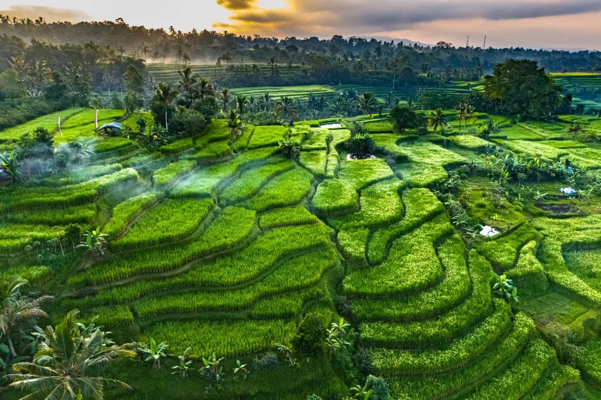 Jatiluwih Rice Terraces