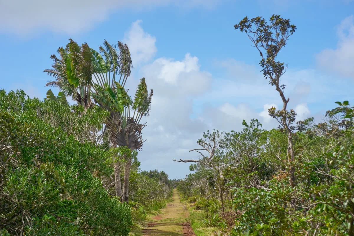 Black River Gorges National Park
