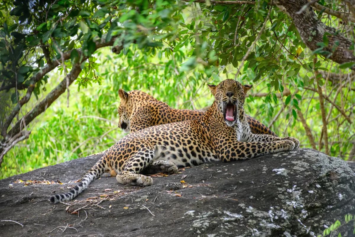 Yala National Park