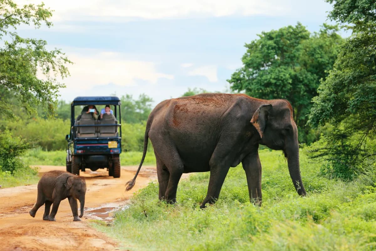 Udawalawe National Park