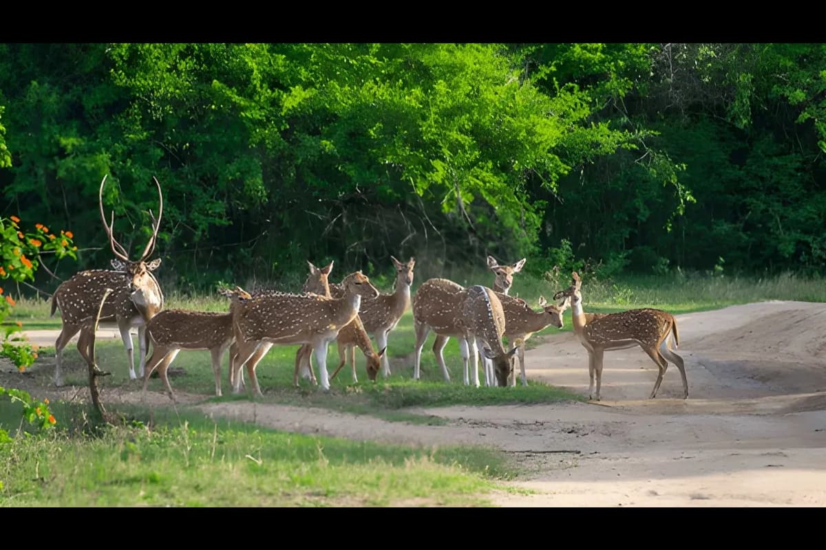 Yala National Park