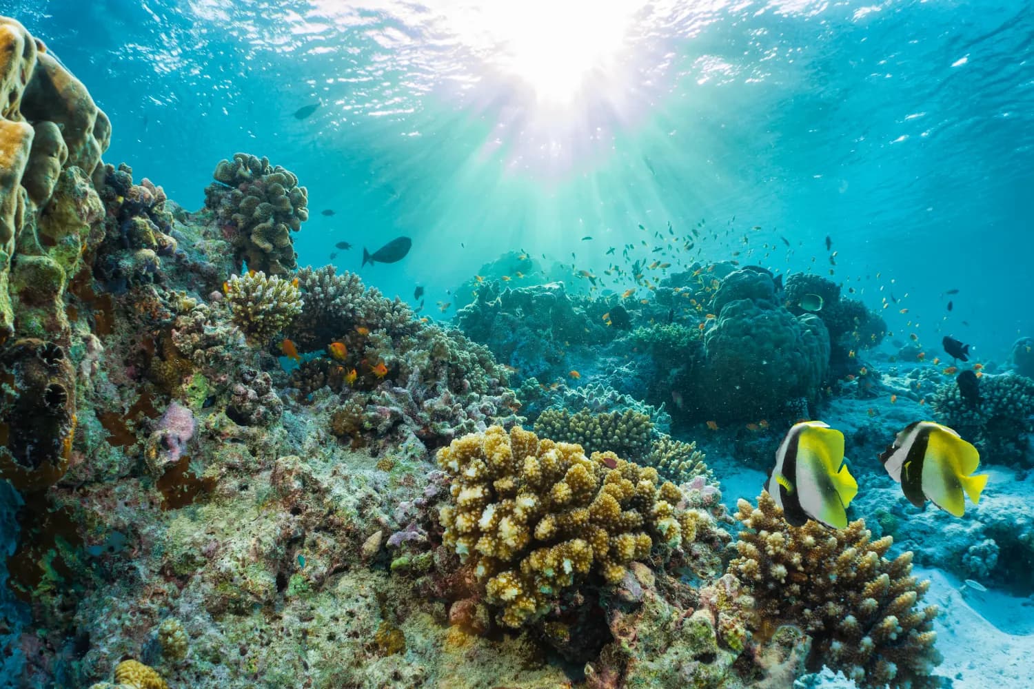 Coral View at Maldives