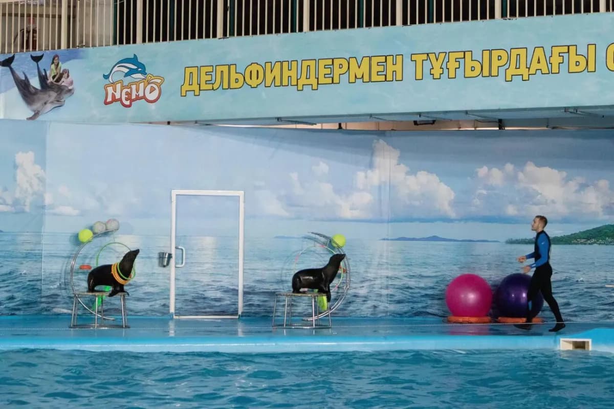 Dolphinarium Nemo View
