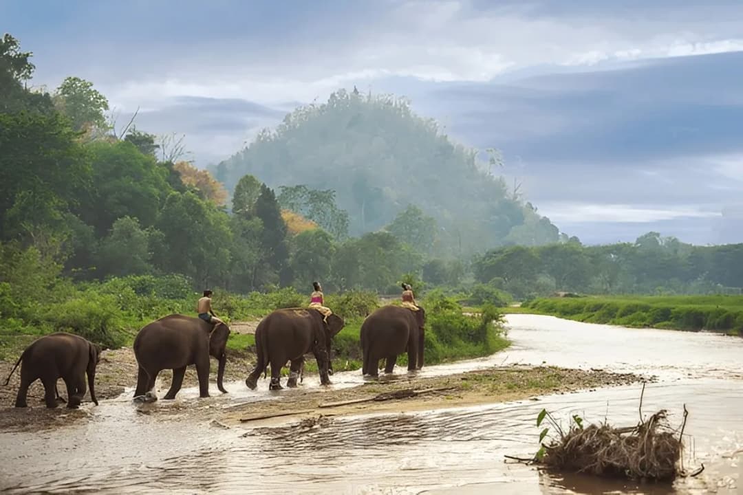 Elephant Nature Park