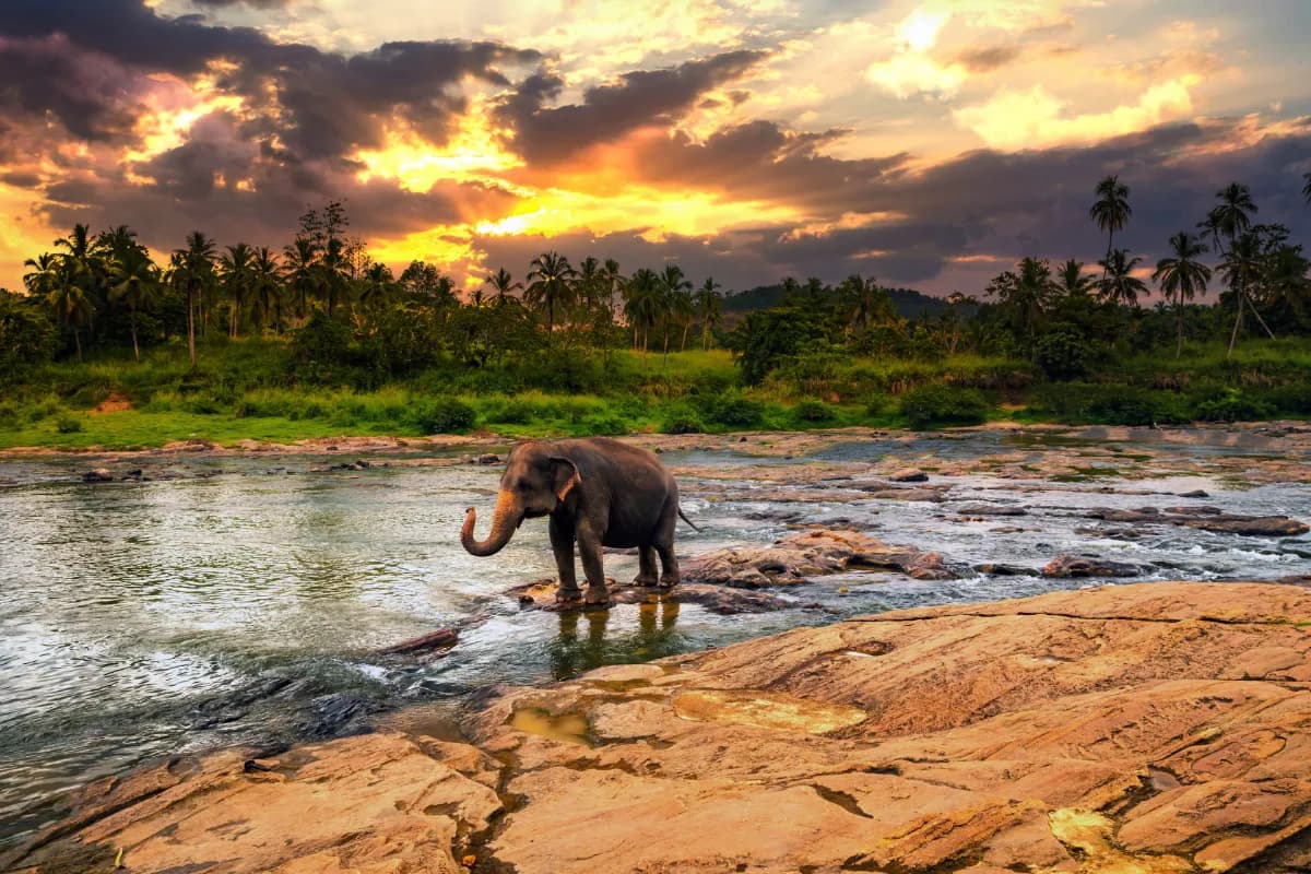 Pinnawala Elephant Orphanage