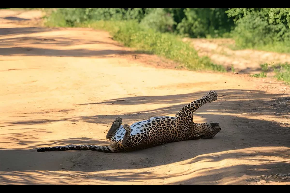 Yala National Park