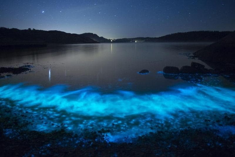 Bioluminescent plancton