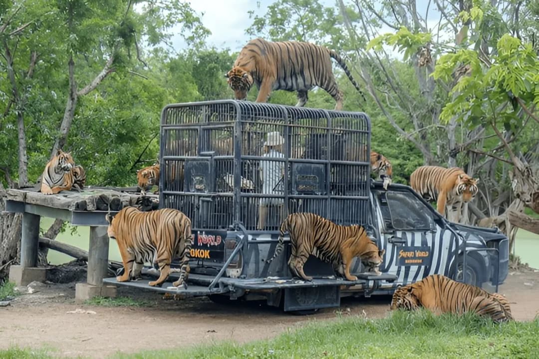 Khao Yai National Park Safari Tours