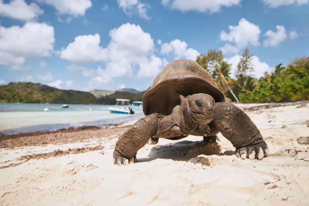 Aldabra