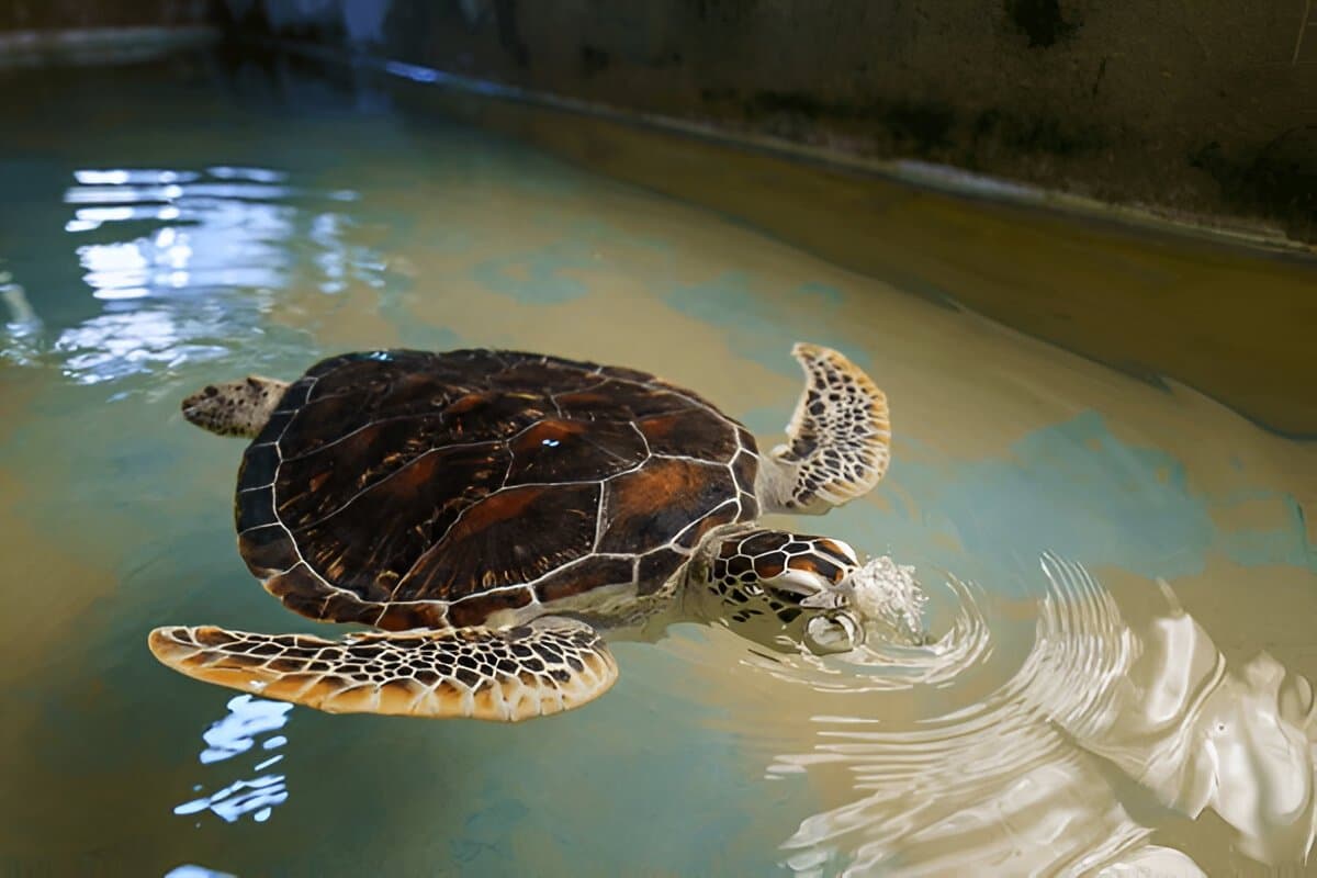 Sea Turtle Hatchery & Rescue Center