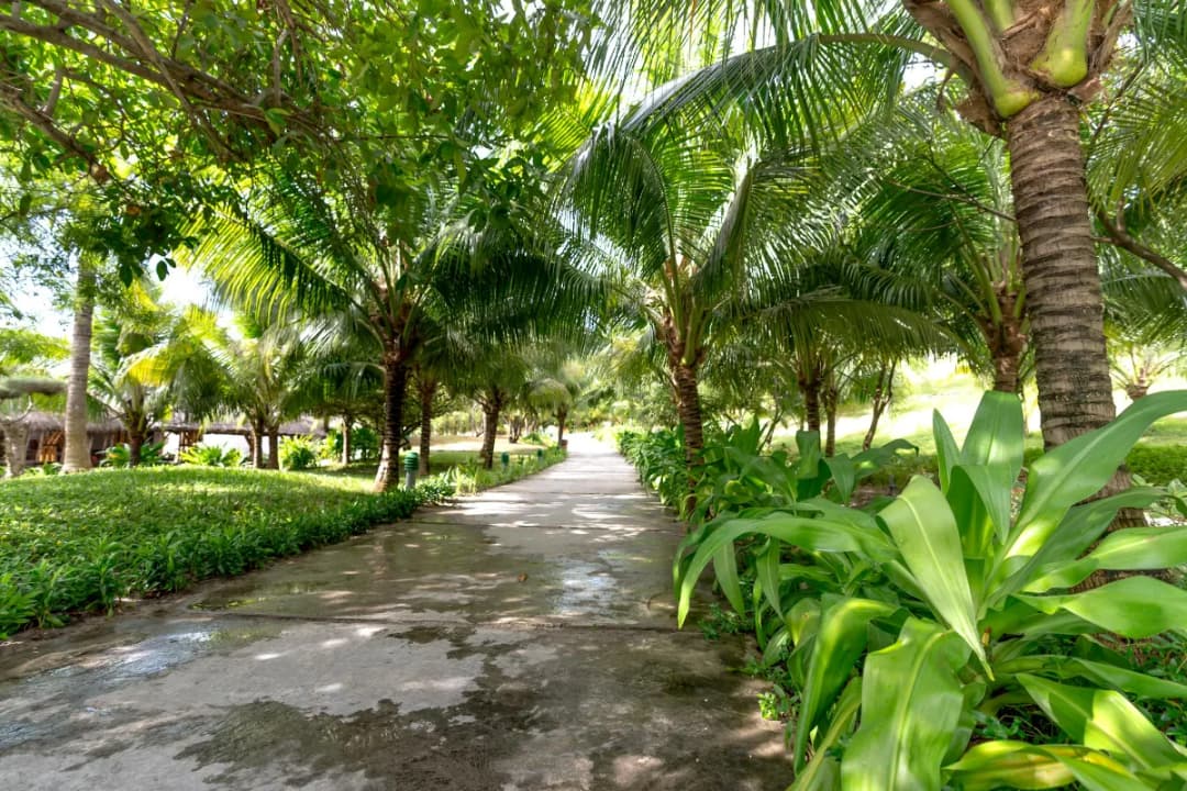 Palm Garden Paths