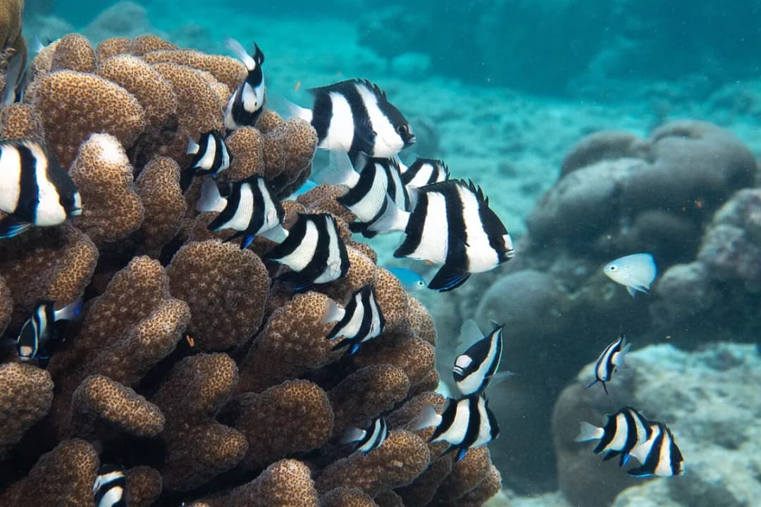 House Reef
