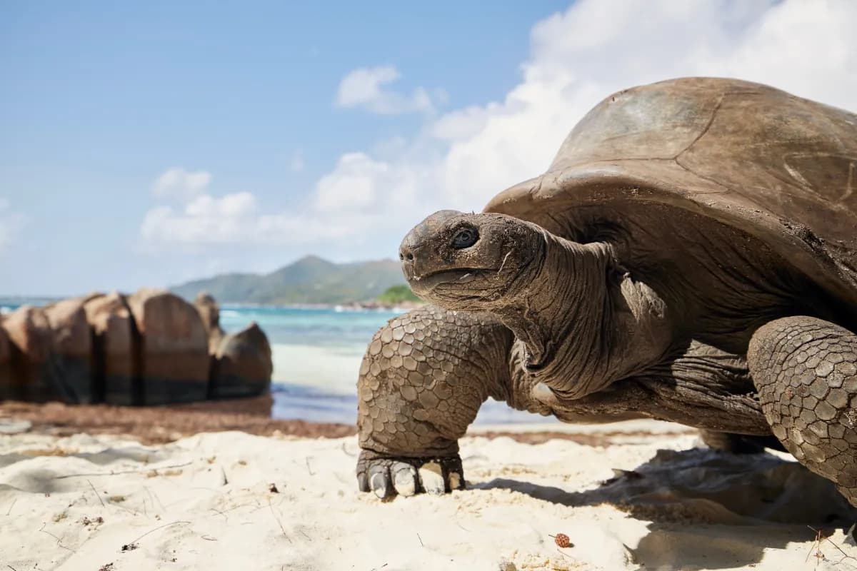 Aldabra