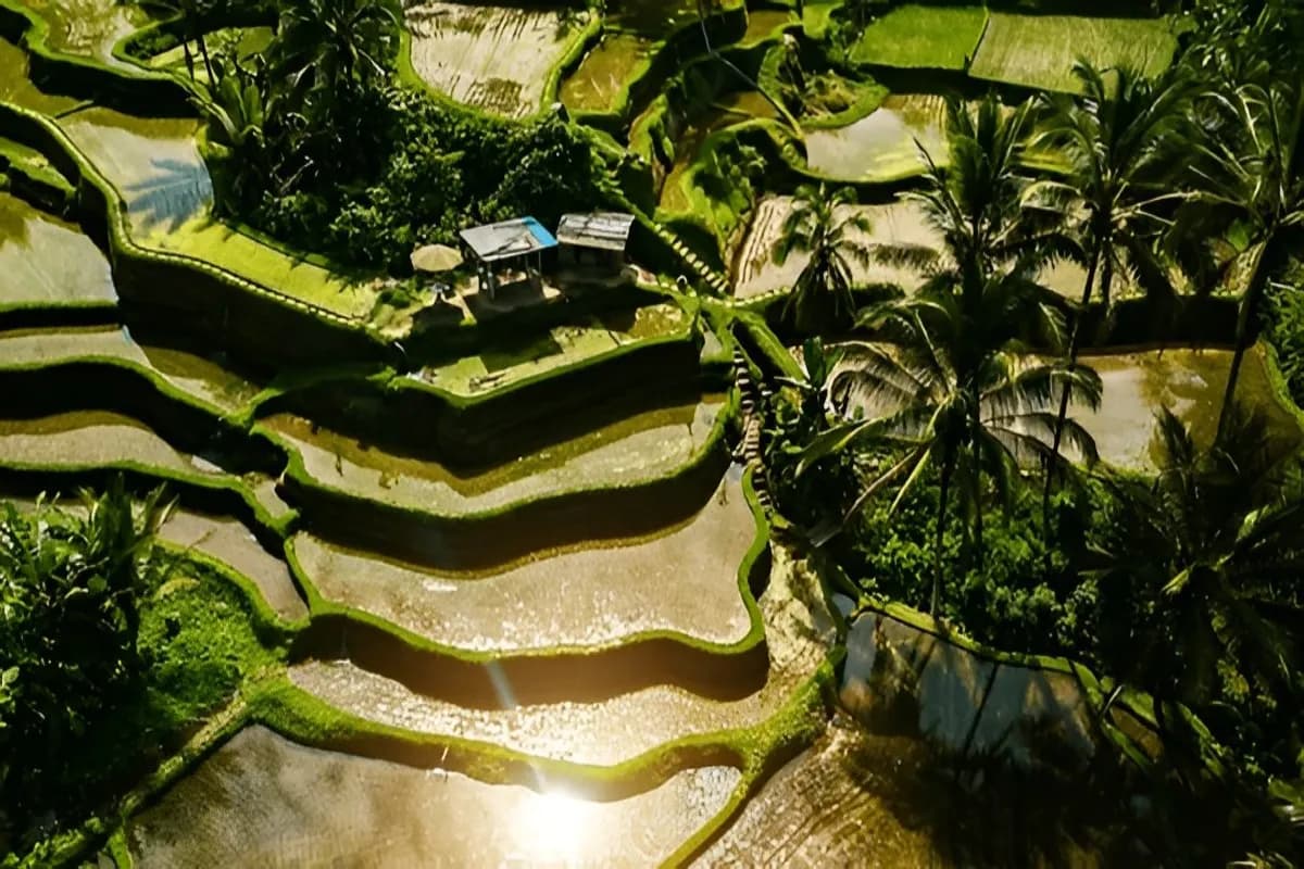Tegallalang Rice Terrace