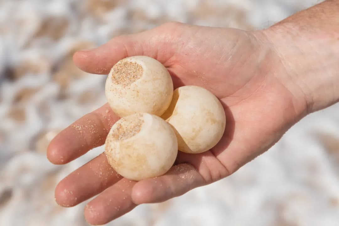 Egg Protection Zones