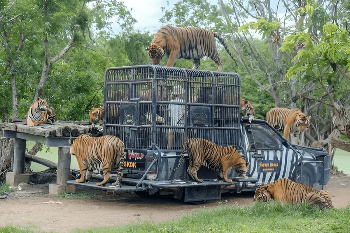 Safari World