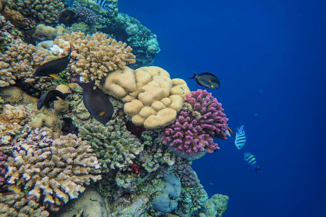 Baa Atoll Biosphere Reserve