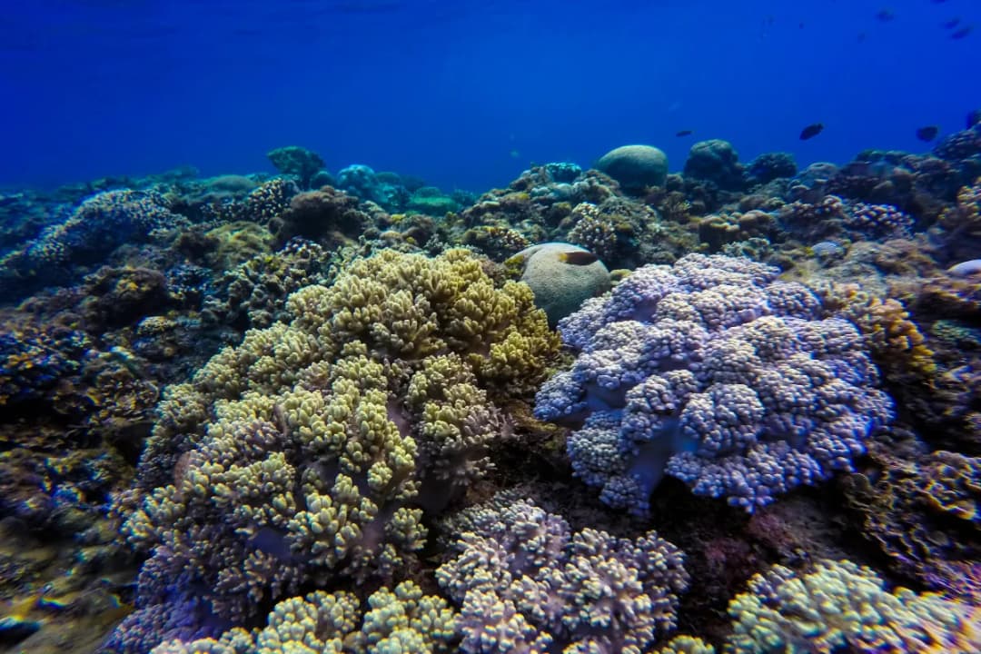 House Reef