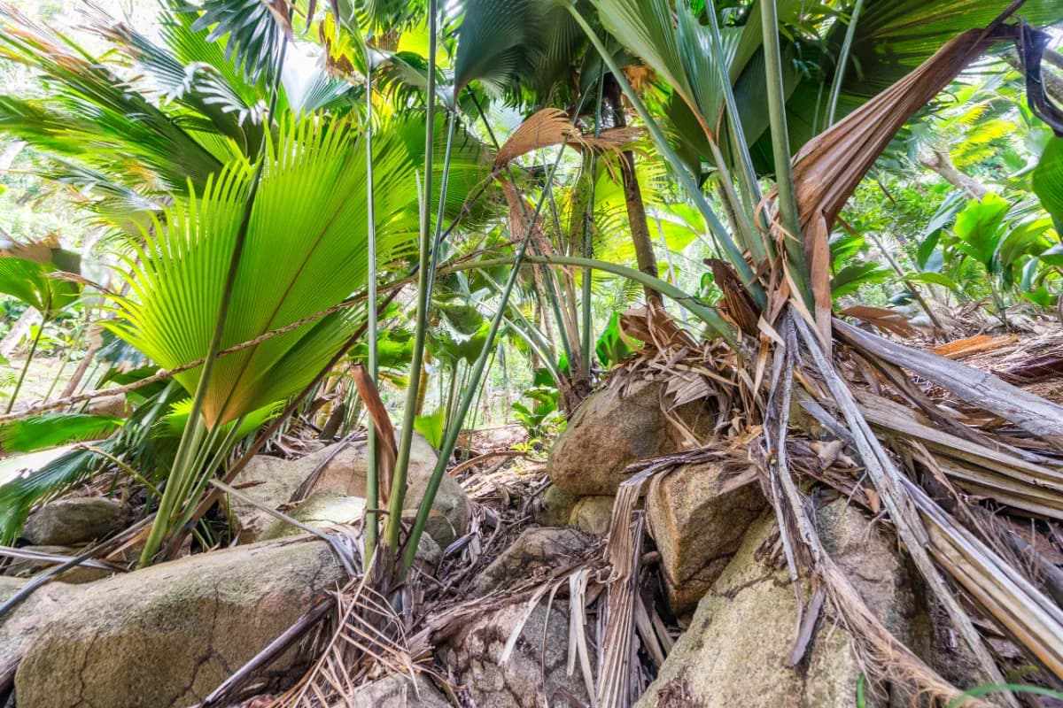 Lush tropical forest in Vallée de Mai Nature Reserve featuring dense palm forests, rare coco de mer trees, rich biodiversity, and scenic nature trails in Seychelles.