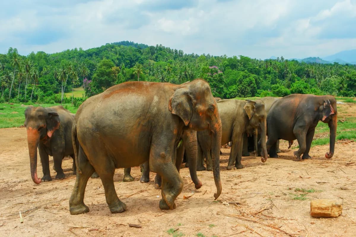 Pinnawala elephants