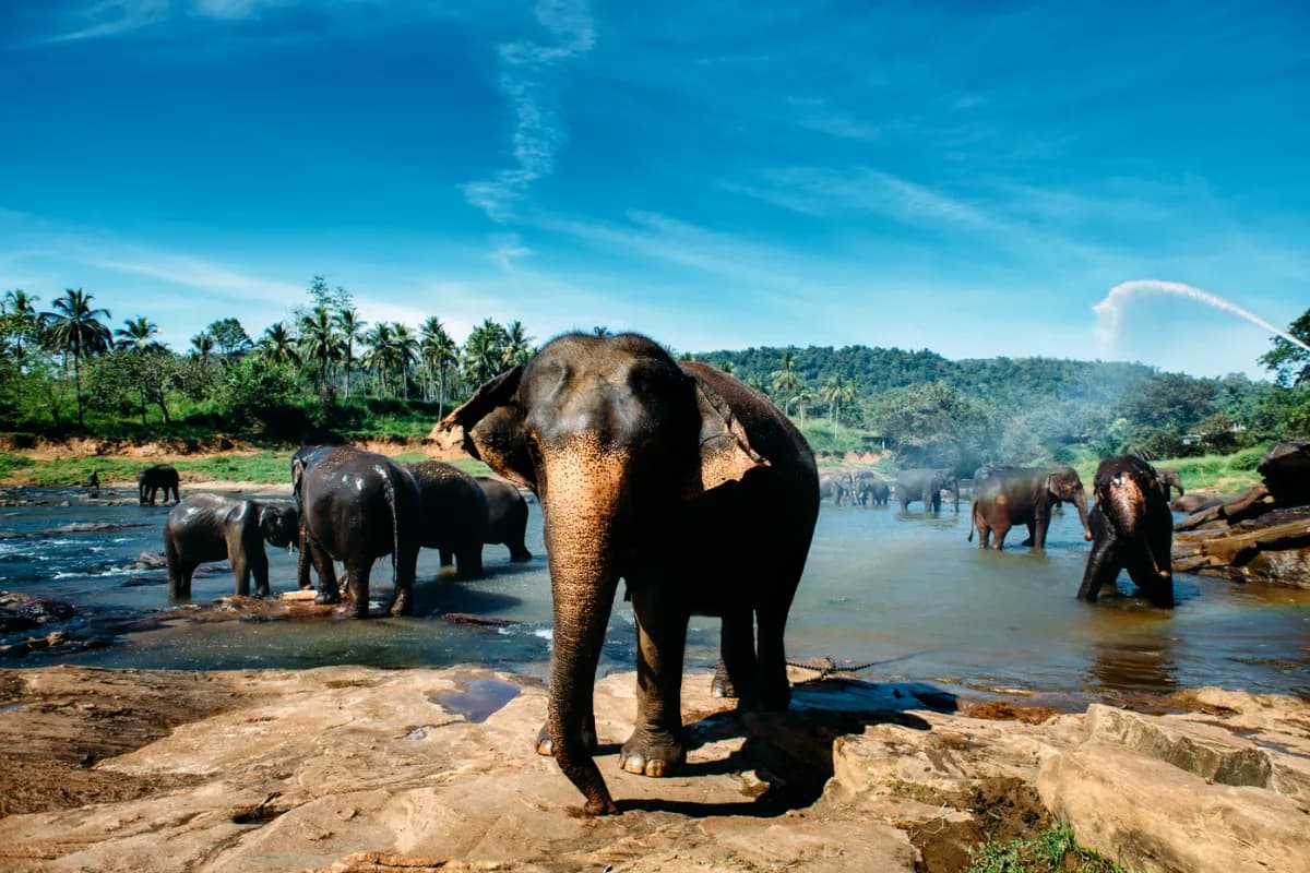 Pinnawala Elephant Orphanage