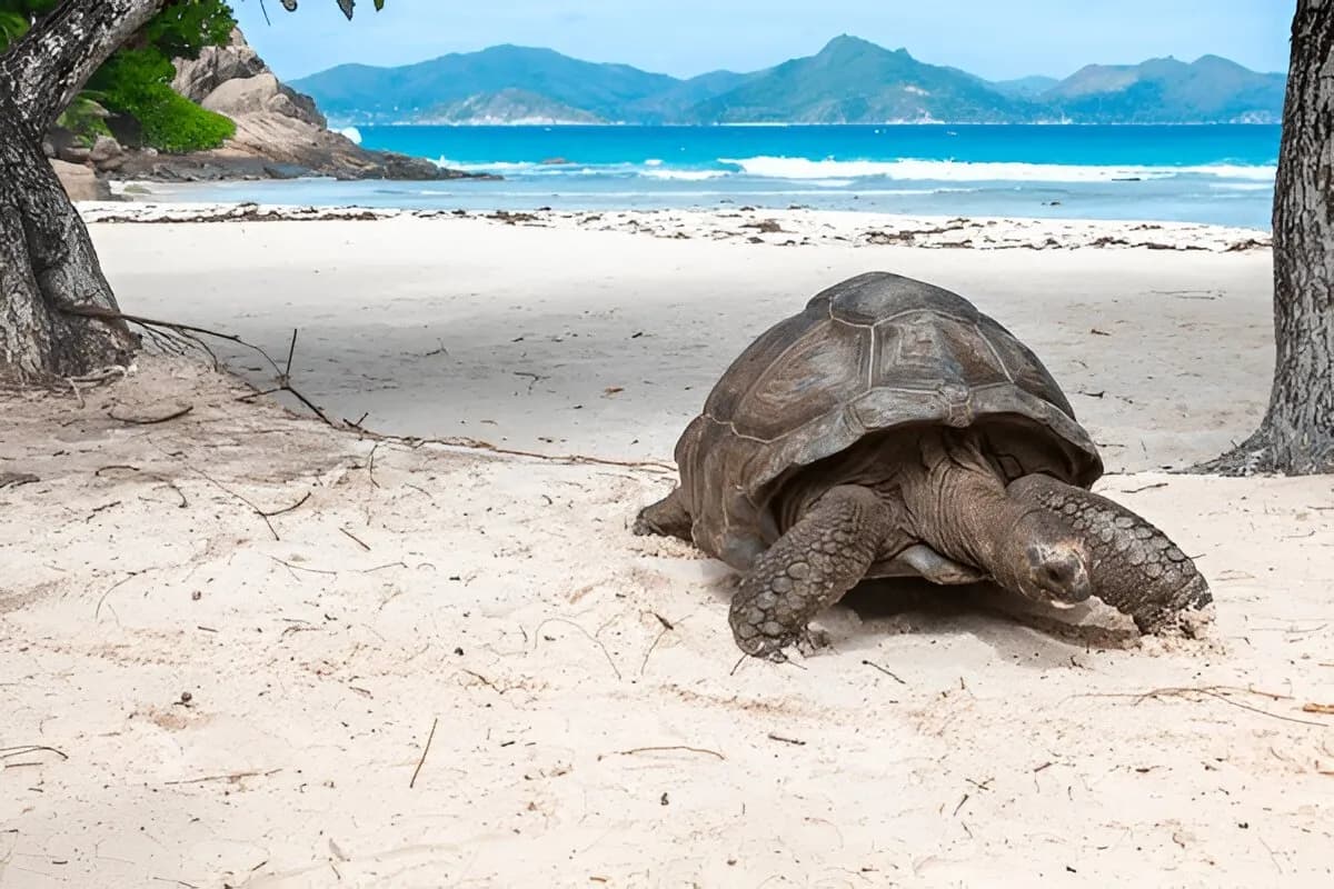 Aldabra & Special Island Reserves