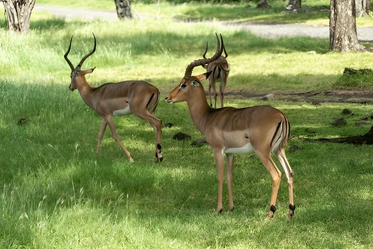 Casela Nature Parks