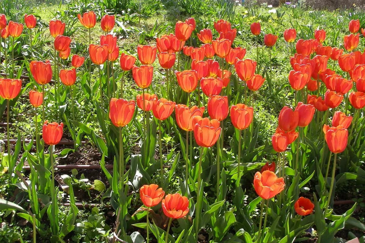 Uzbekistan Central Asian country known for vibrant spring landscapes, blooming tulip fields, and rich Silk Road heritage during tulip season.
