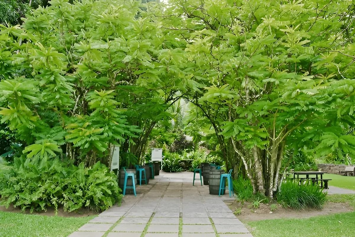 Takamaka Rum Distillery