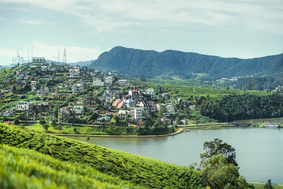 Tea field Nuwara Eliya