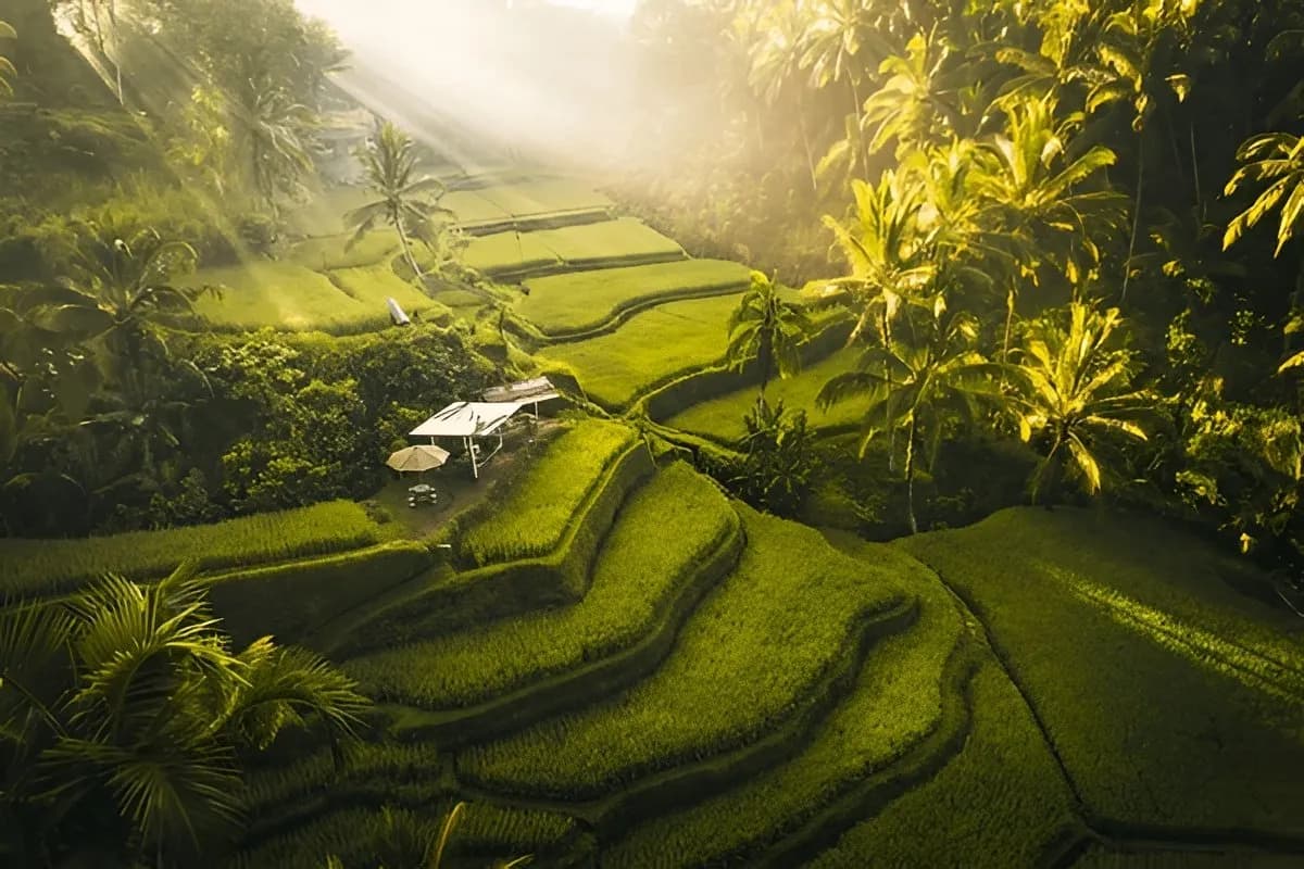 Tegallalang Rice Terrace