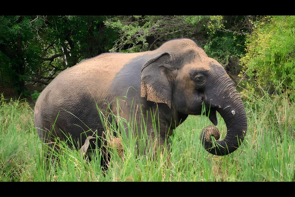 Yala National Park