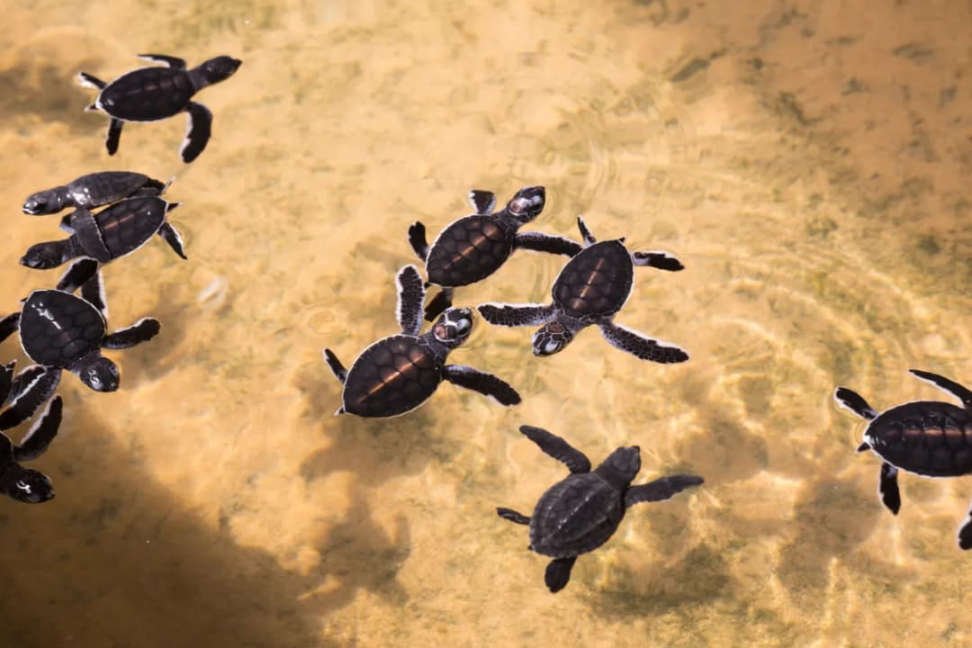 Hatchling Pools