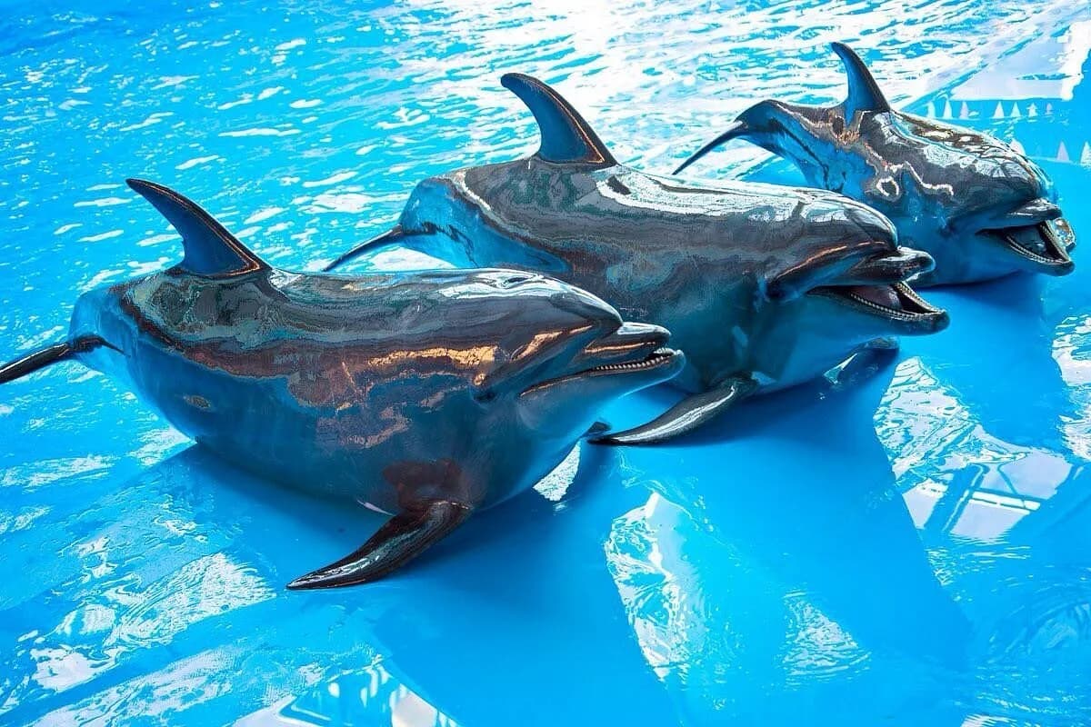 Dolphinarium Nemo