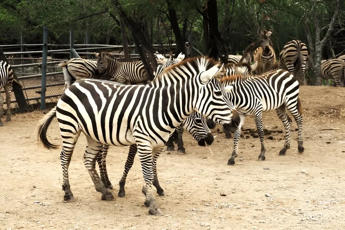 Wildlife Safari in Thailand