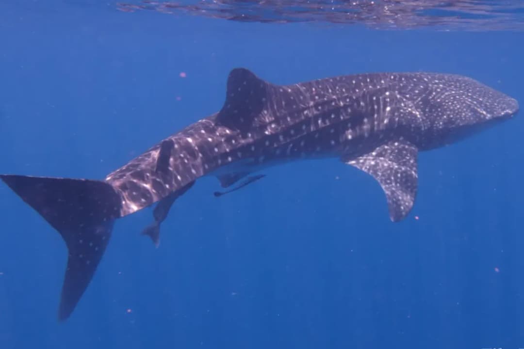 Whale Shark Zone