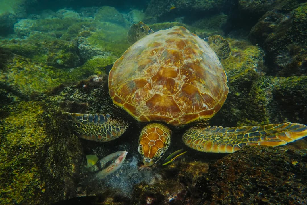 Kandooma Thila