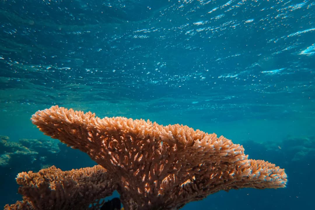 Coral Reefs and Sandbanks