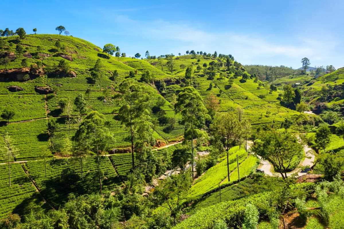 Nuwara Eliya