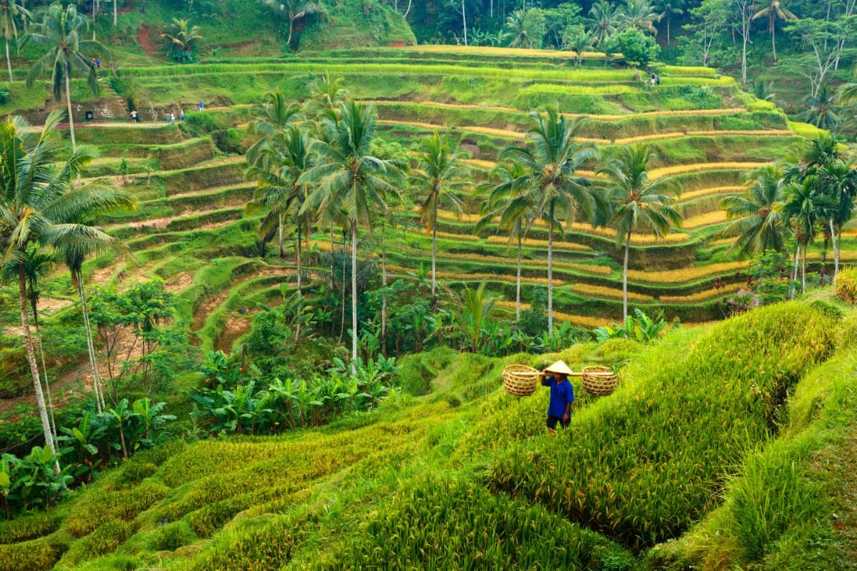 Ubud cultural heart of Bali known for lush rice terraces, traditional arts, spiritual retreats, and scenic natural beauty.