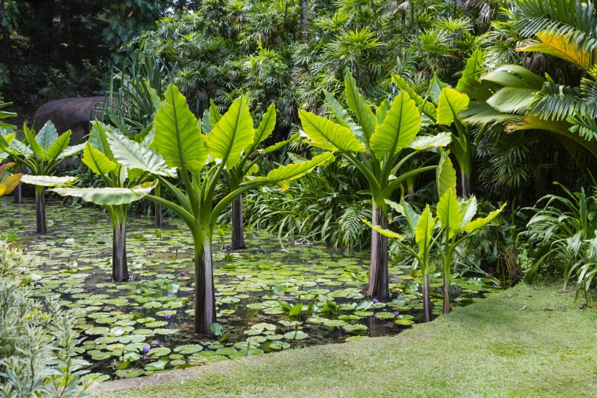 Victoria Botanical Gardens
