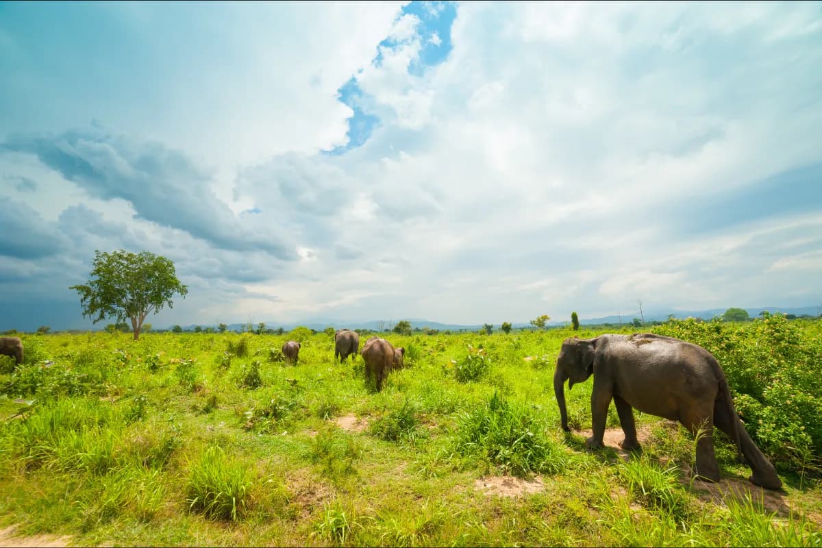 Udawalawe National Park