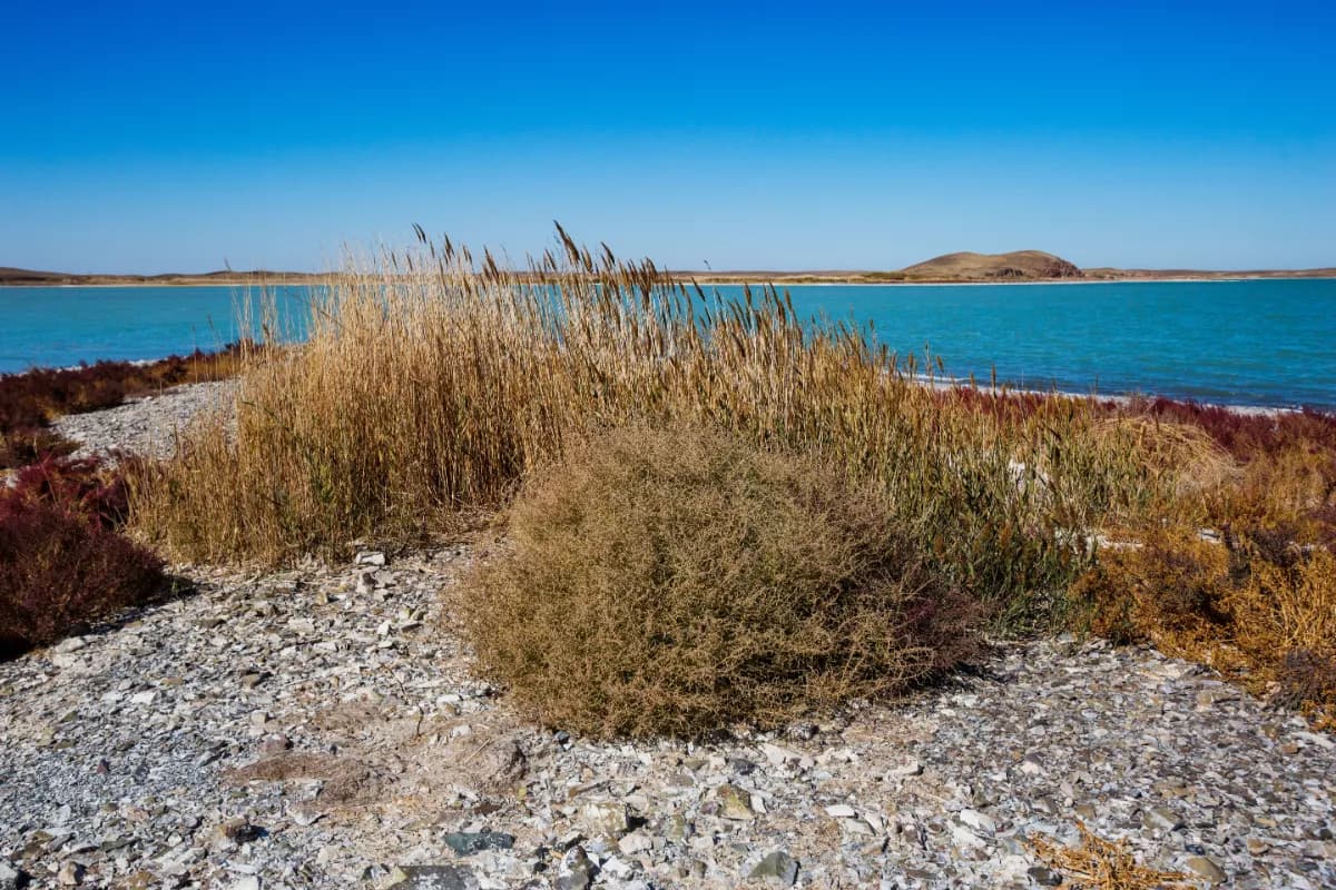 Autumn Landscape of Lake Alakol