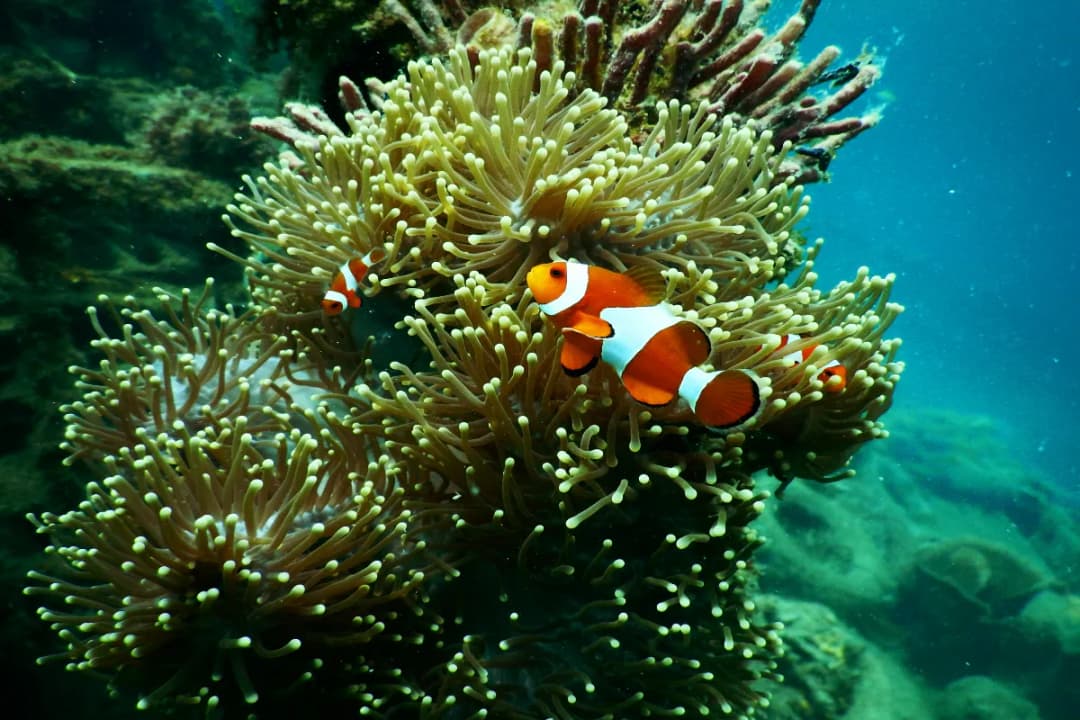 Marine Center