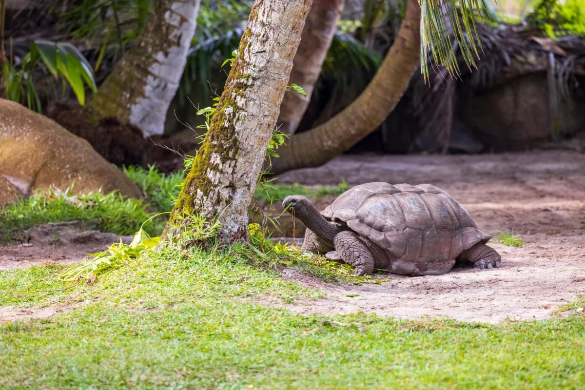Aldabra