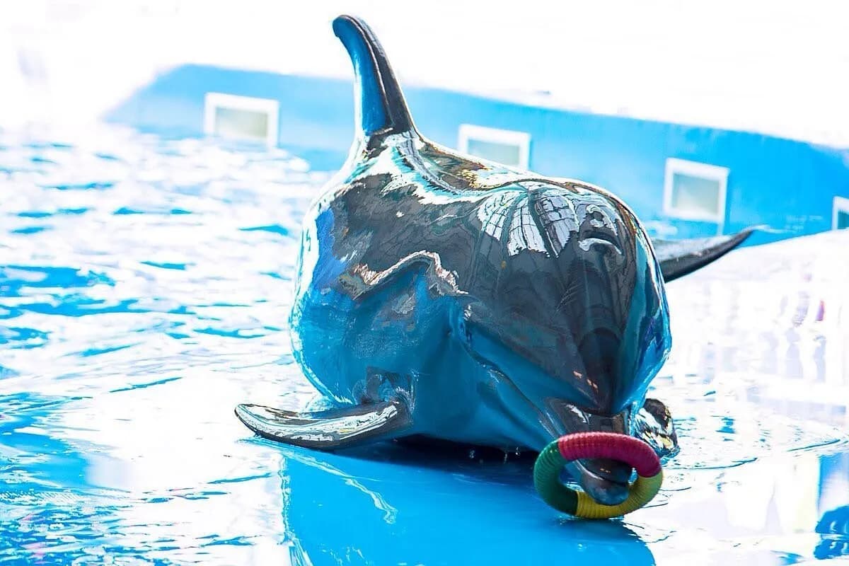 Dolphinarium Nemo in Kazakhstan