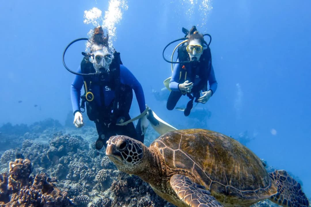 Snorkelling Zones