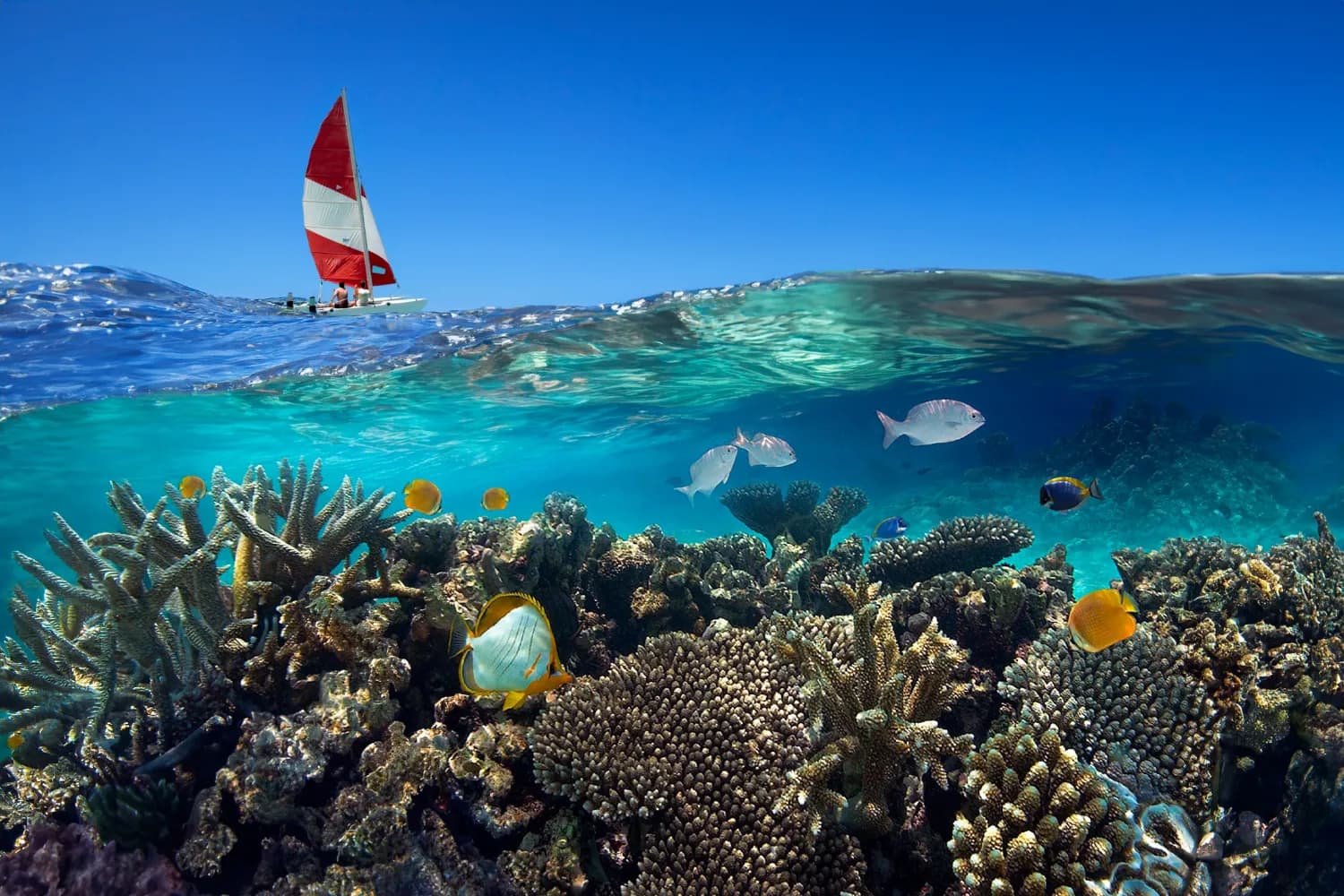 Coral reef in a Maldives